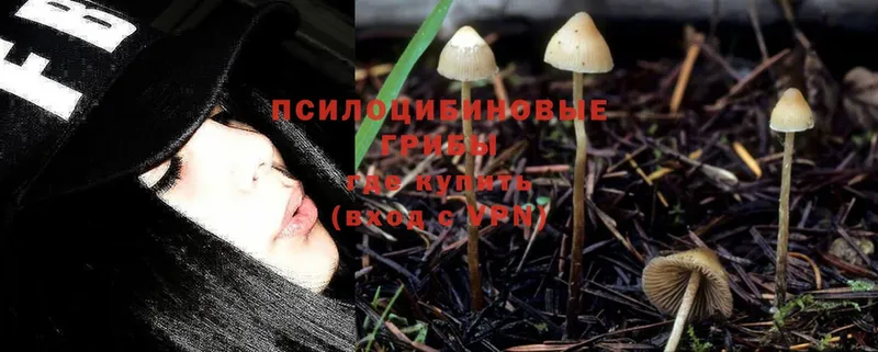 Псилоцибиновые грибы Psilocybe  Электроугли 